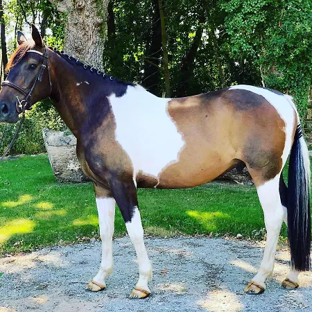 L'echappee Saline Bed & Breakfast Saint-Molf