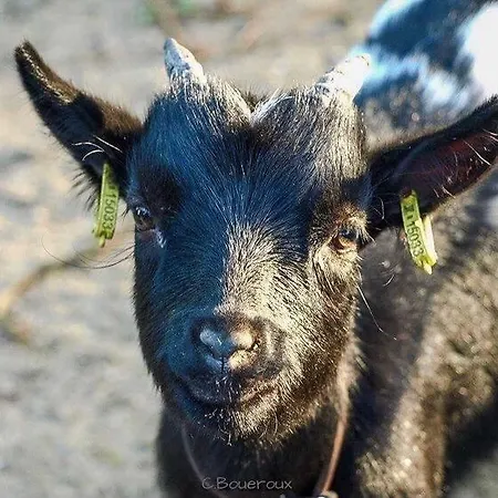 L'echappee Saline 3*