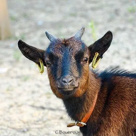 L'echappee Saline 3* Saint-Molf