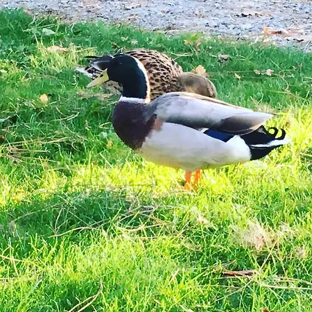 L'echappee Saline 3*