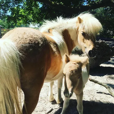 L'echappee Saline Bed and Breakfast Saint-Molf