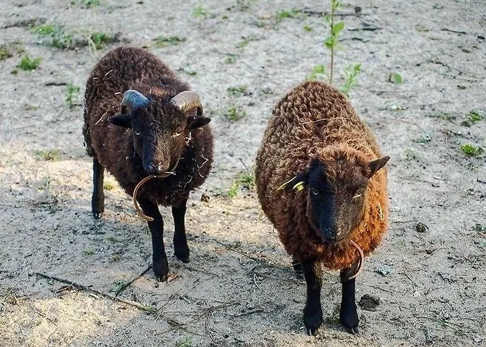 L'échappée Saline 3* Saint-Molf