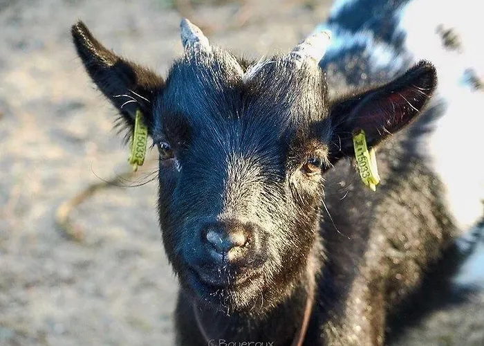 L'échappée Saline 3*