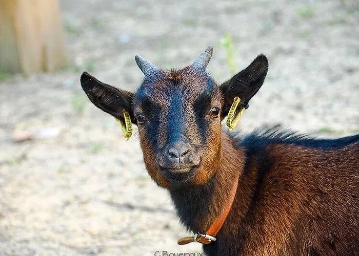 L'échappée Saline 3* Saint-Molf