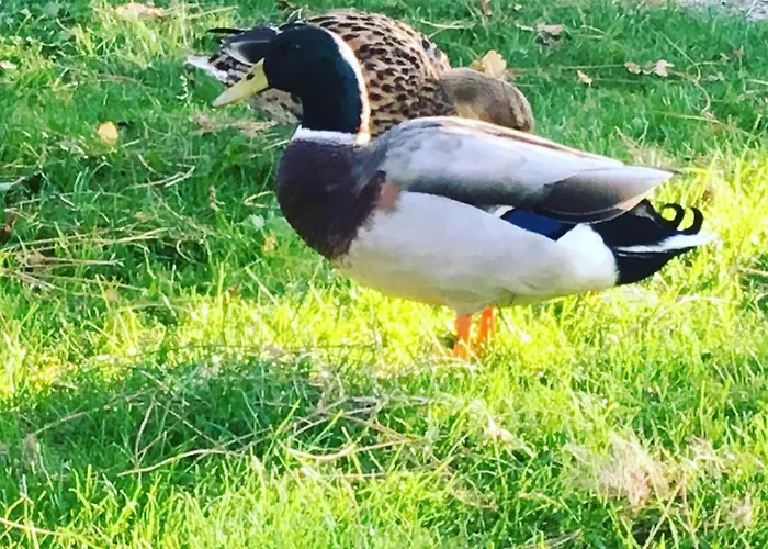 L'échappée Saline 3*