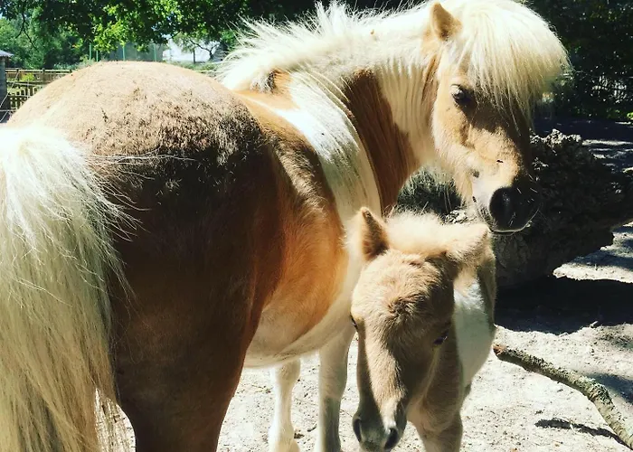 L'échappée Saline Bed & Breakfast Saint-Molf